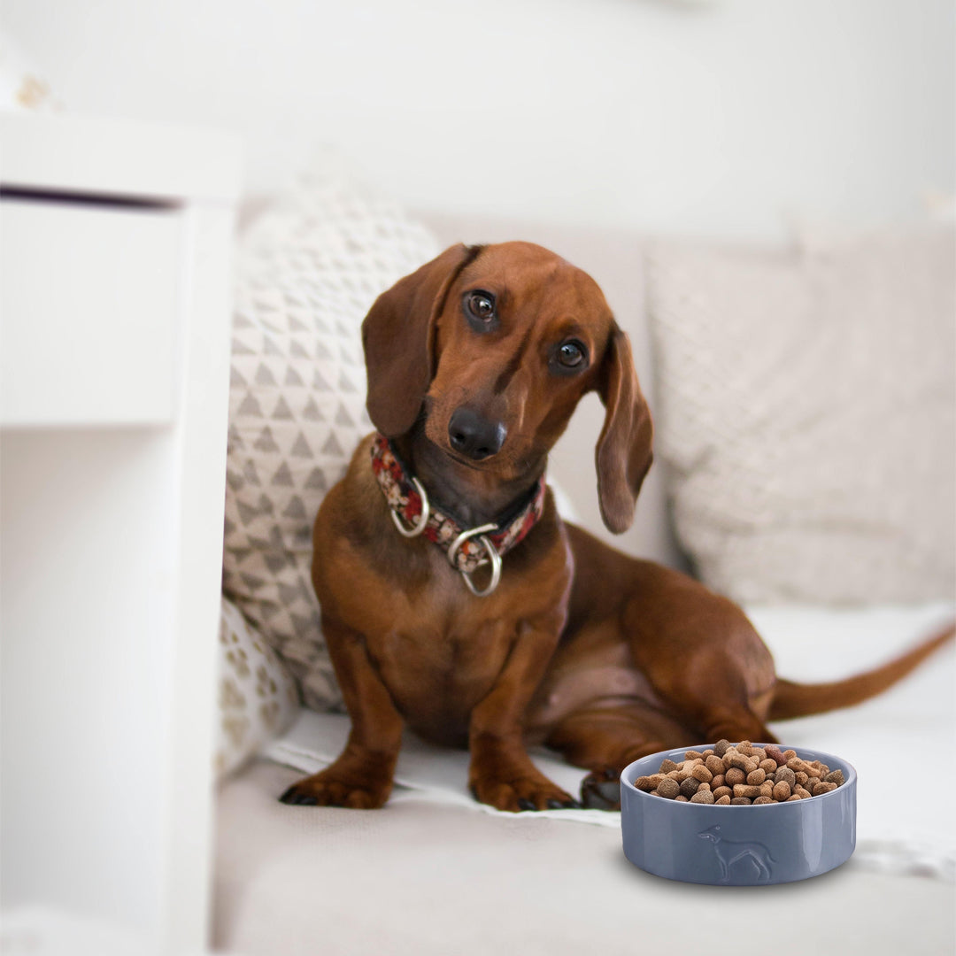 PRODUCTOS PARA PERRO