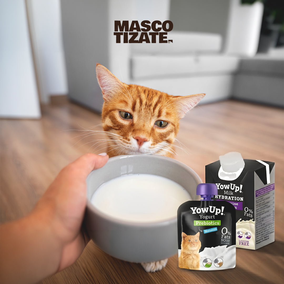 Kit Bienestar Digestivo para Gatos